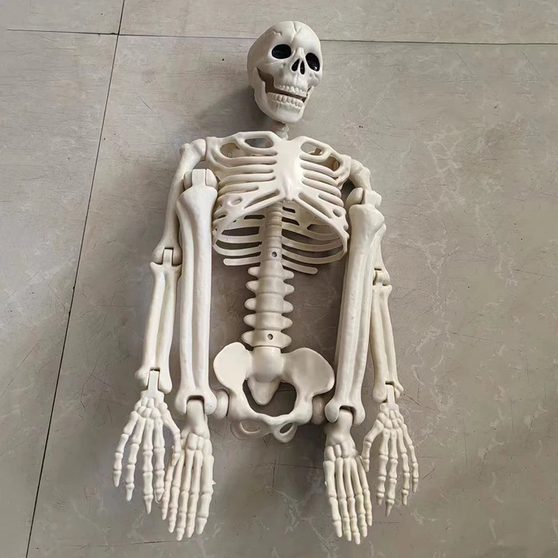 Spooktacular Halloween Movable Skeleton - Perfect Fake Human Skull Bones for Frightening Home Bar Decor and Haunting Party Props!